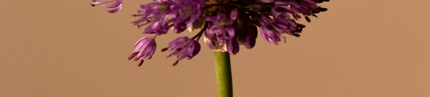 Bande florale pleine largeur aux agapanthes violettes